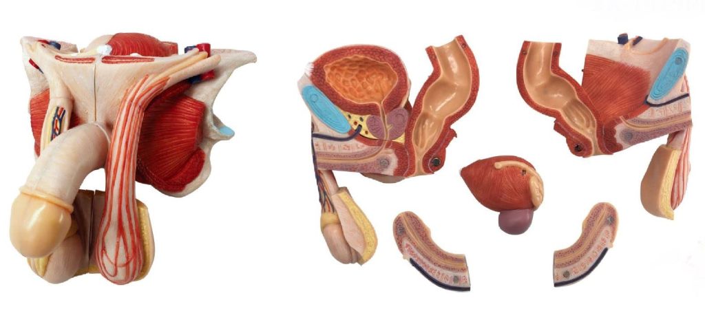 Wellsure Healthcare Male Genital Organs Model Dissectable